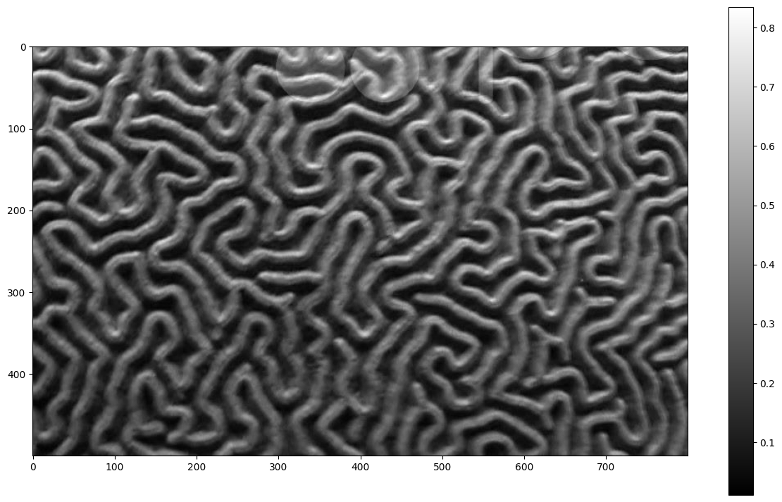 brain coral cropped in grayscale