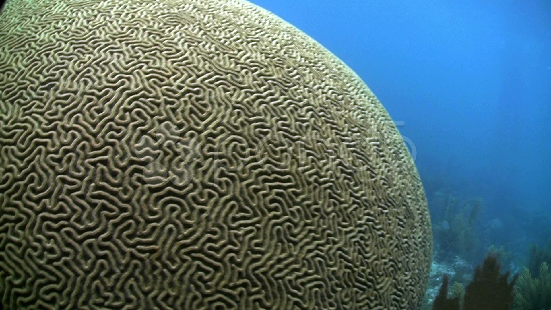 brain coral